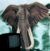 AfElephant.gif (18764 bytes)