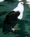 Eagle.gif (27156 bytes)