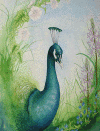 Peacock.gif (73604 bytes)