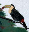 Toucan.gif (21723 bytes)